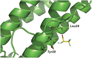 Fig. 6 Halothane makes two simultaneous halogen bonds with ferritin. The bromine atom (depicted in brown) interacts with the main chain oxygen of Leu24, while the chlorine atom (shown in pale green) forms a halogen?π contact with the ring of Tyr28 (PDB code: 1XZ1).